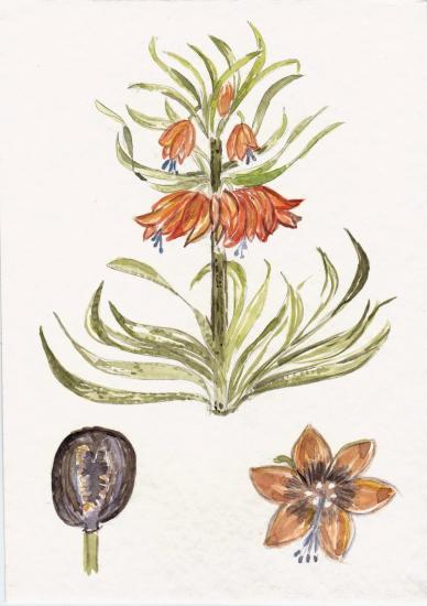 001 corona imperialis